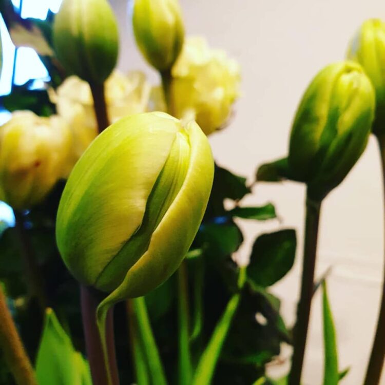 TULPENTIJD — 🌷🌷🌷