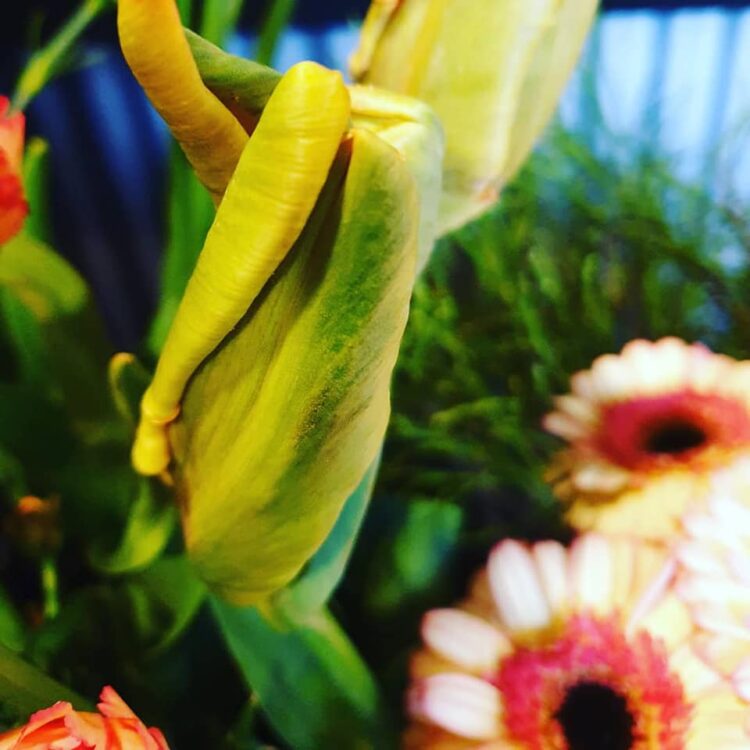 TULPENTIJD — 🌷🌷🌷