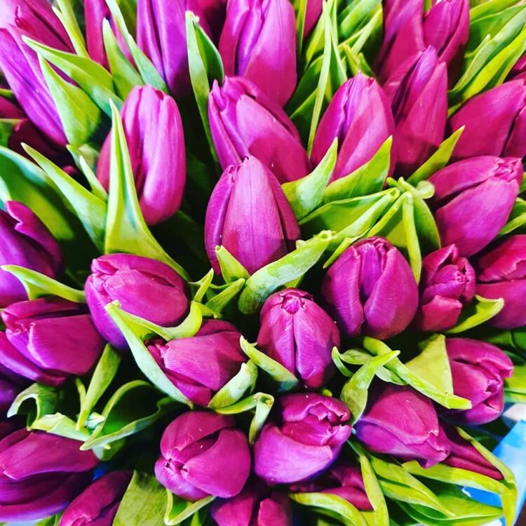 TULPENTIJD — 🌷🌷🌷