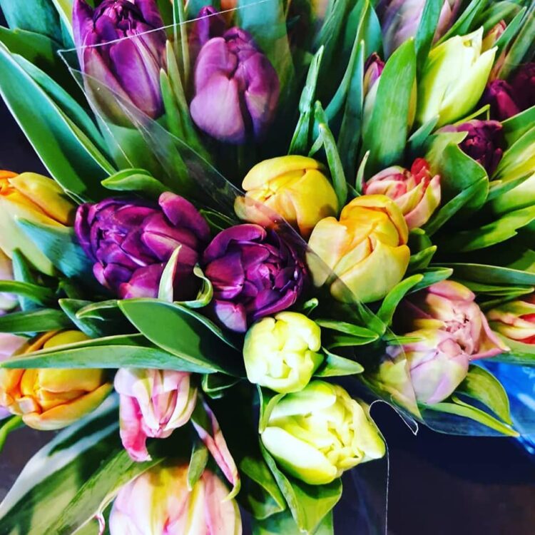 TULPENTIJD — 🌷🌷🌷