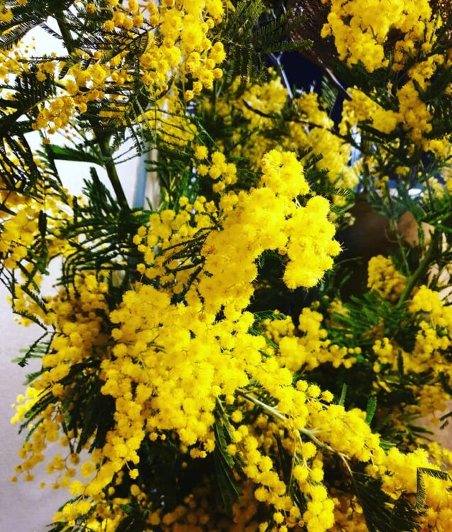 XXL MIMOSA — 💛💛💛