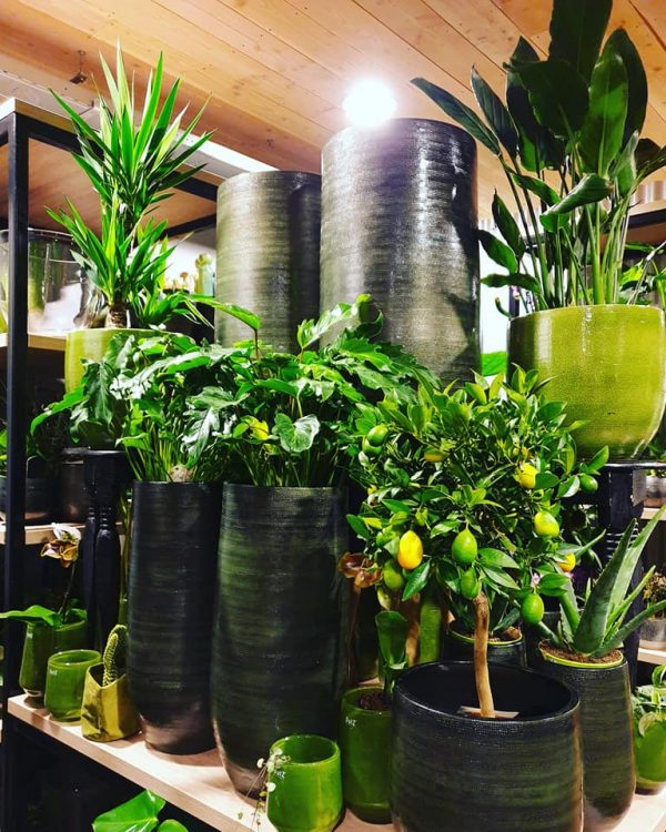 GO GREEN — 🌿💚🍃