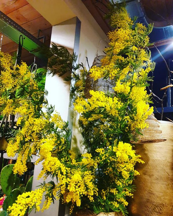 XXL MIMOSA — 💛💛💛