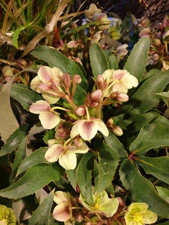 WEEKEND BLOEMEN —