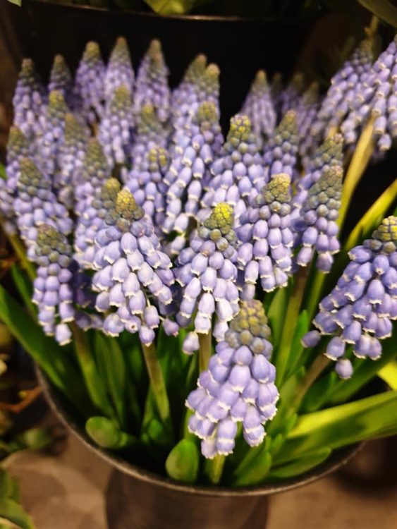 WEEKEND BLOEMEN —