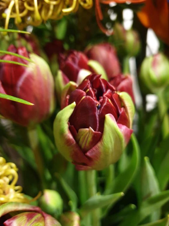VALENTIJN BLOEMEN — 💗❤💗