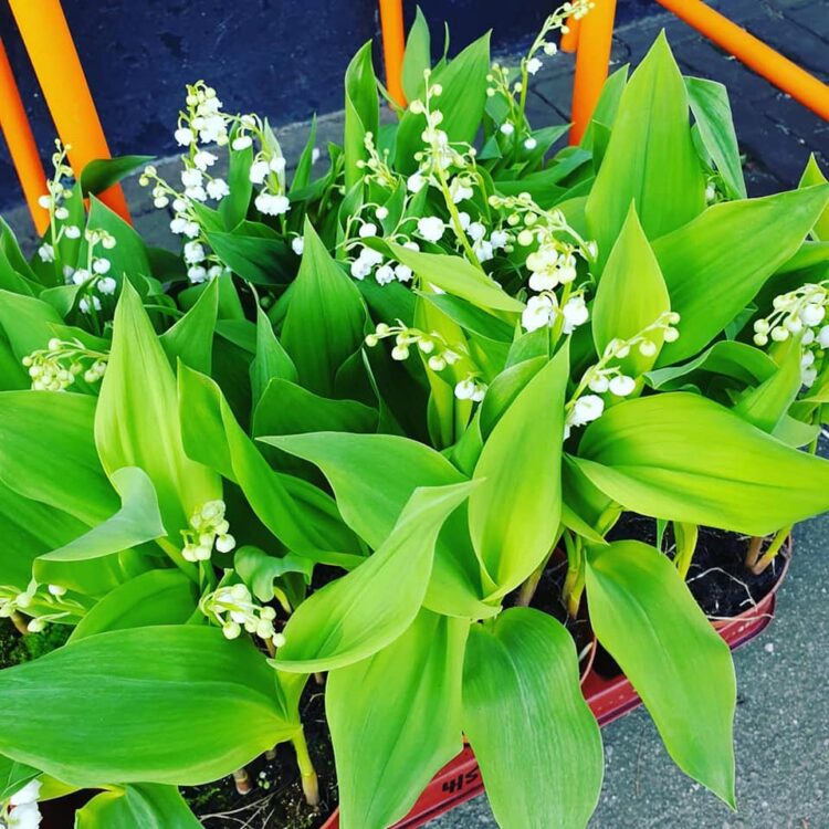 NIEUWE PLANTEN — 🌼🌸🌿🌺