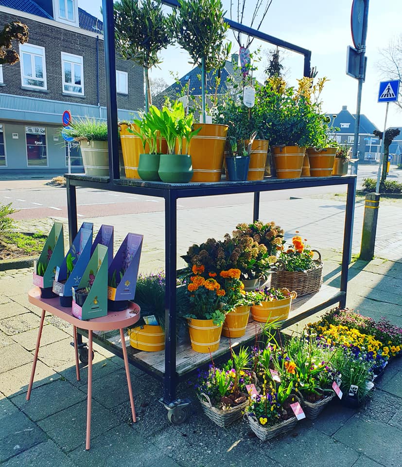 NIEUWE PLANTEN — 🌼🌸🌿🌺