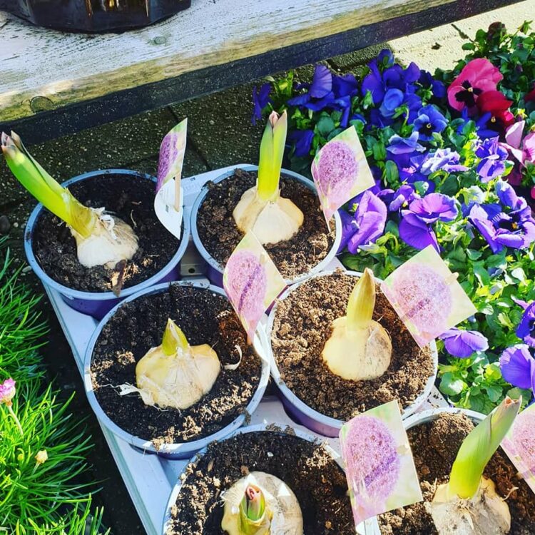 NIEUWE PLANTEN — 🌼🌸🌿🌺
