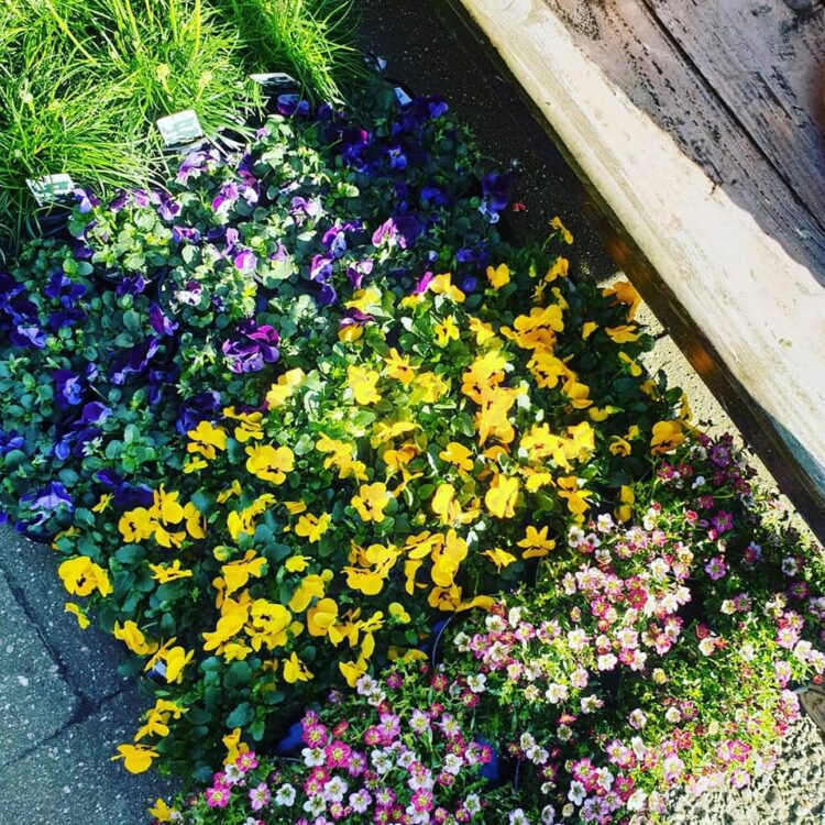 NIEUWE PLANTEN — 🌼🌸🌿🌺
