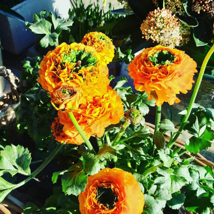 NIEUWE PLANTEN — 🌼🌸🌿🌺