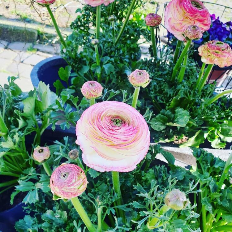 NIEUWE PLANTEN — 🌼🌸🌿🌺