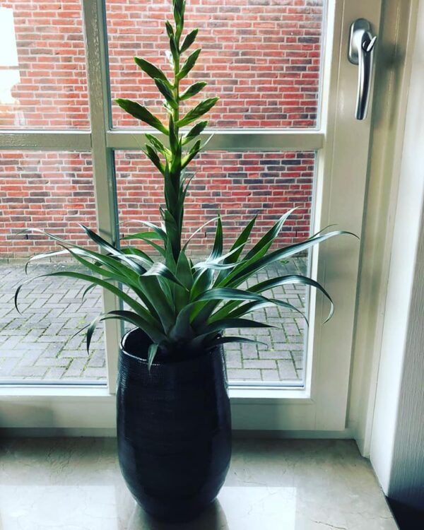 GROEN STYLING — 🌿💛🌾