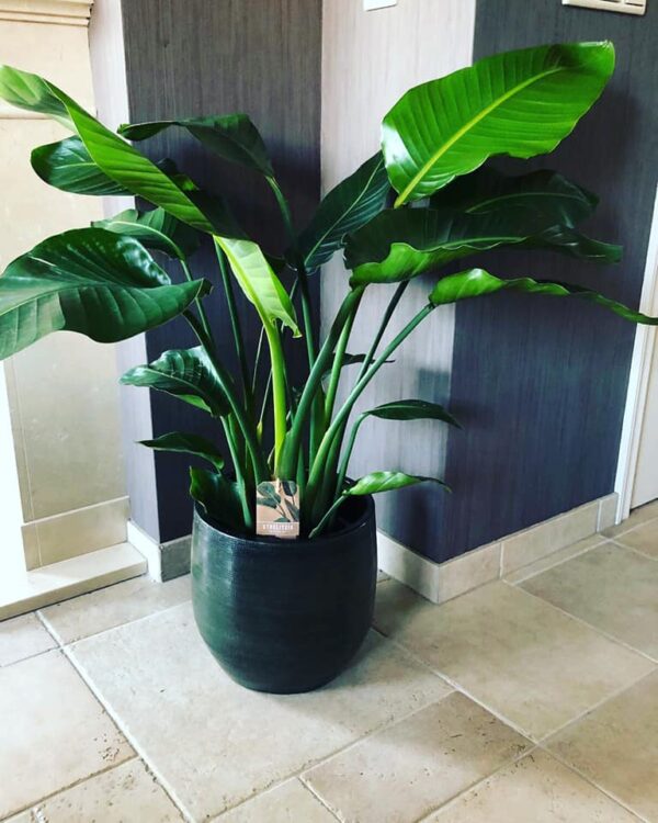 GROEN STYLING — 🌿💛🌾