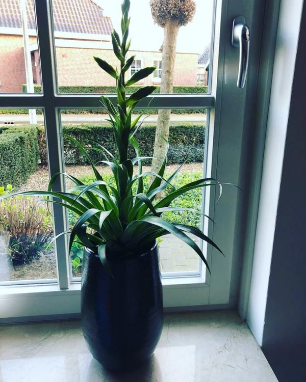 GROEN STYLING — 🌿💛🌾