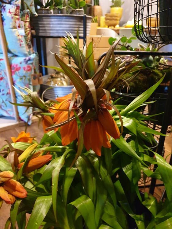 FRESH FLOWERS —