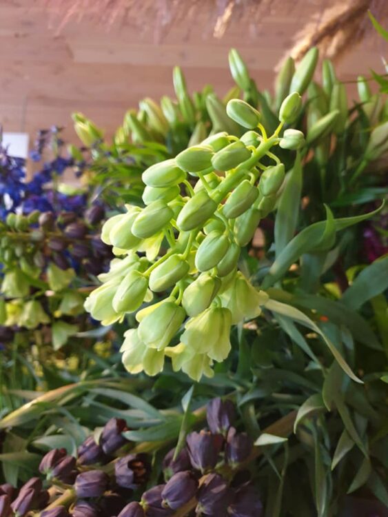 FRESH FLOWERS —