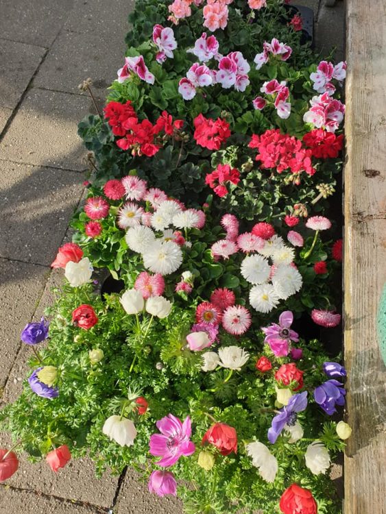 BUITEN PLANTEN– 🌿🌿🌿