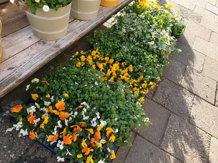 BUITEN PLANTEN– 🌿🌿🌿