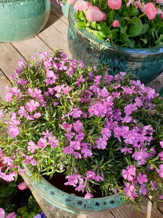 BUITEN PLANTEN– 🌿🌿🌿