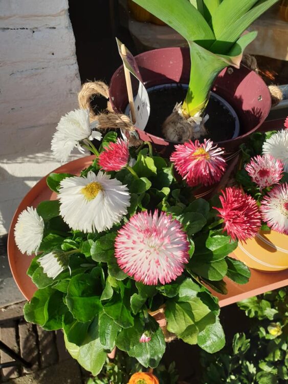 BUITEN PLANTEN– 🌿🌿🌿