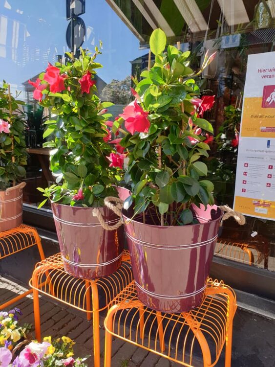 Maak het buiten gezellig — ☀️🌸🌸🌿🌼