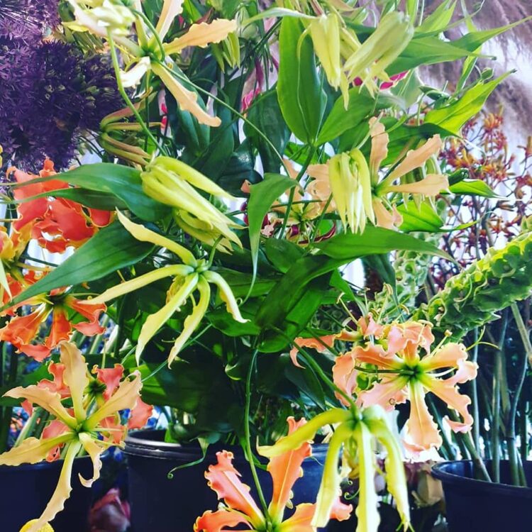 BLOEMEN —