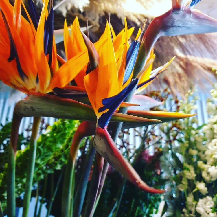 BLOEMEN —