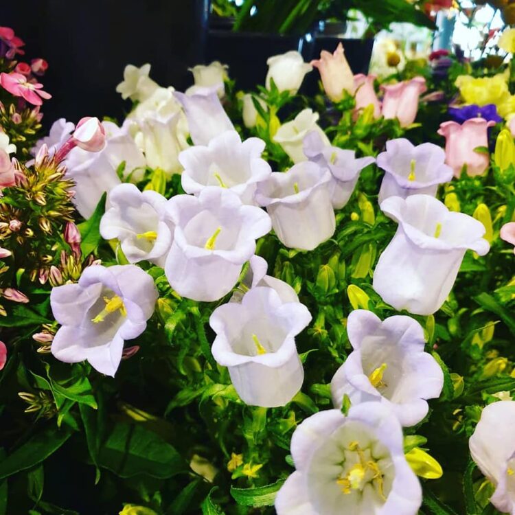 BLOEMEN —