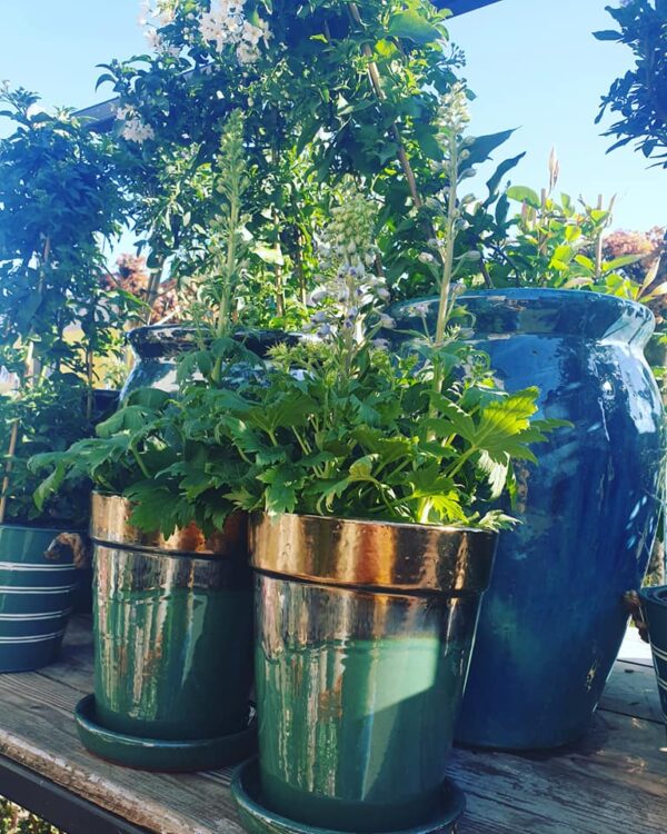 NEW PLANTS —