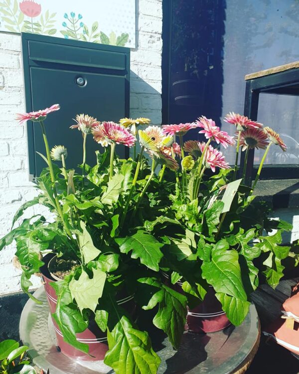 NEW PLANTS —