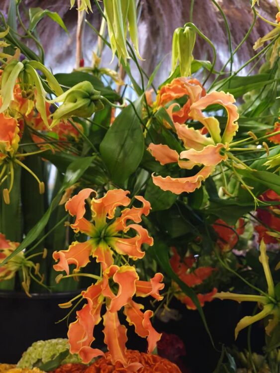 KONINGSDAG BLOEMEN — 🧡🧡🧡