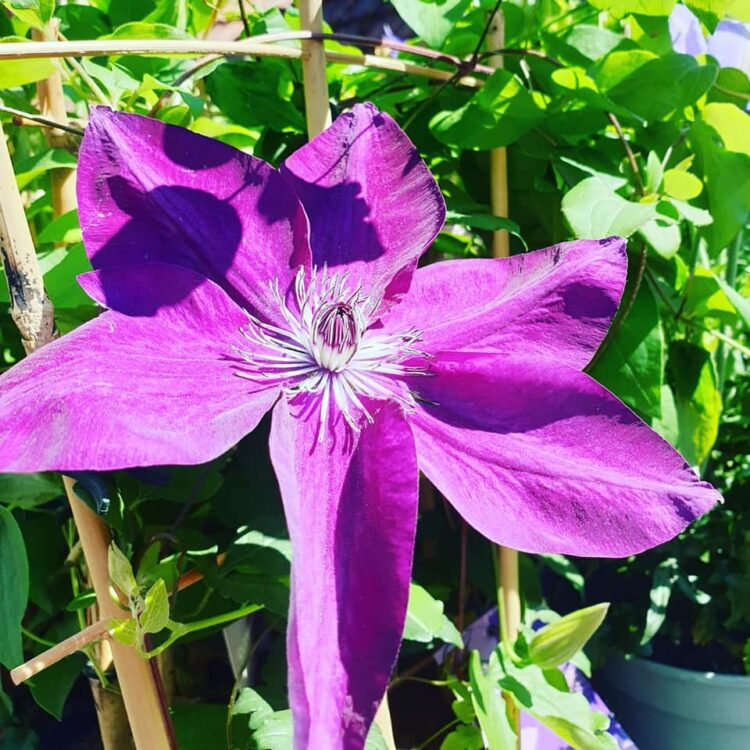 NIEUWE PLANTEN —