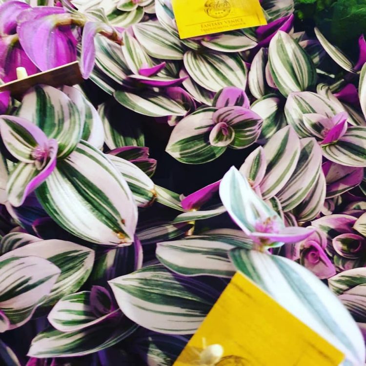 NIEUWE PLANTEN —