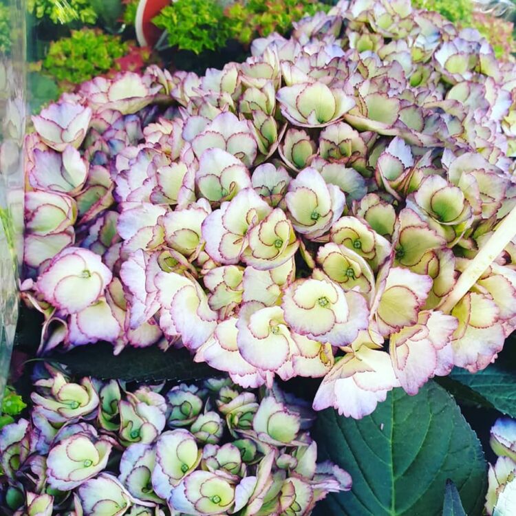 NIEUWE PLANTEN —