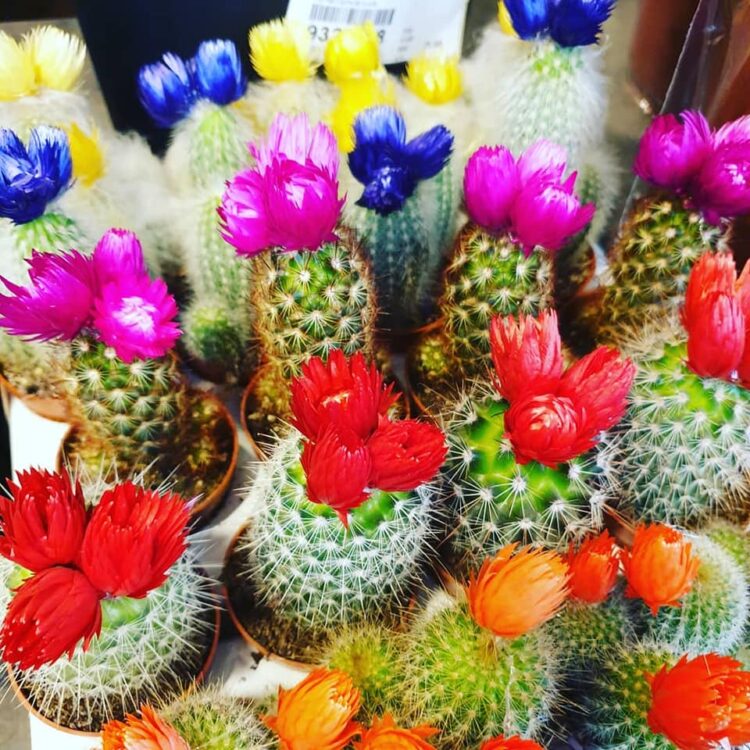 NIEUWE PLANTEN —