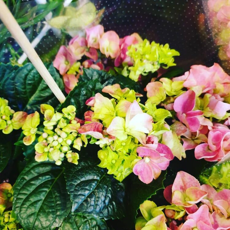 NIEUWE PLANTEN —
