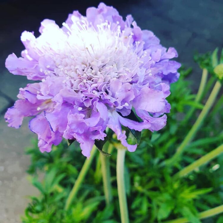 NIEUWE PLANTEN —