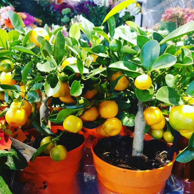 NIEUWE PLANTEN —