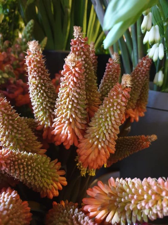 FRESH FLOWERS —