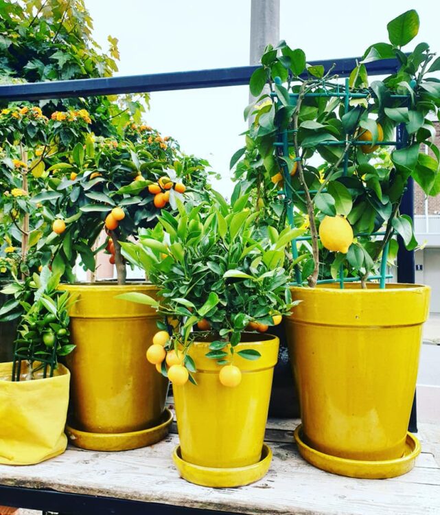 BUITEN PLANTEN —