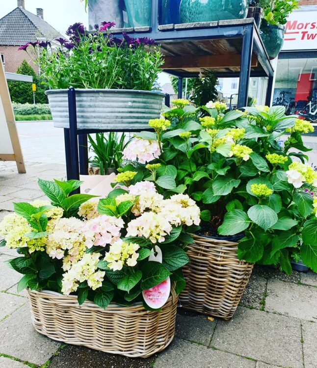 BUITEN PLANTEN —