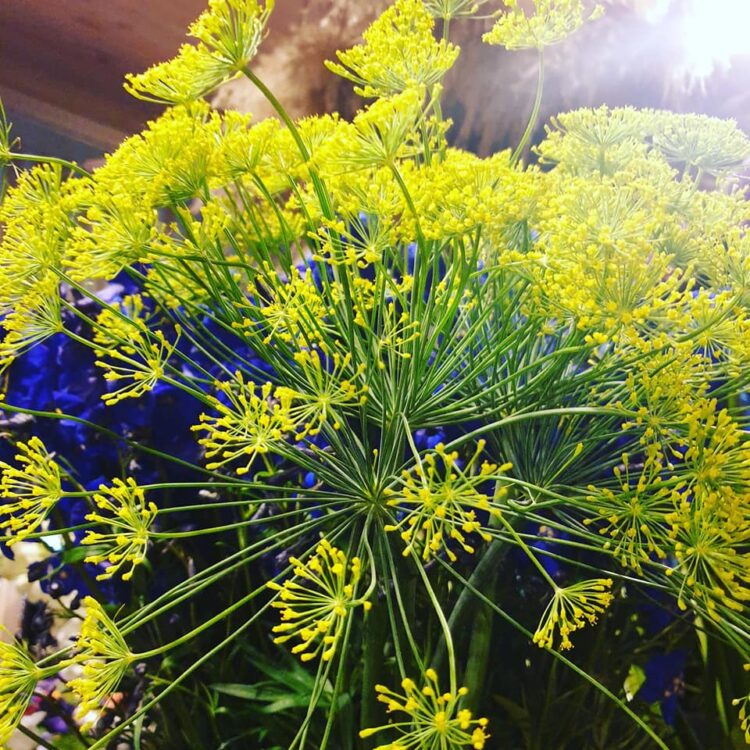 FRESH FLOWERS —