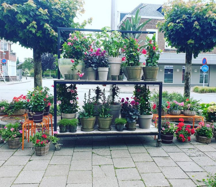 NIEUWE PLANTEN —