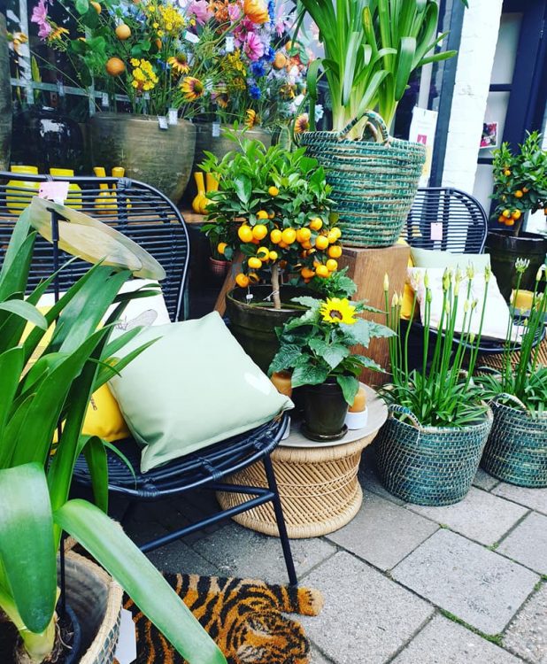 NIEUWE PLANTEN —