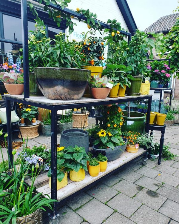 NIEUWE PLANTEN —