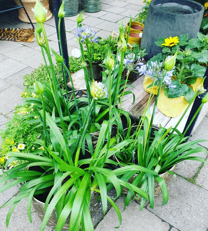 NIEUWE PLANTEN —