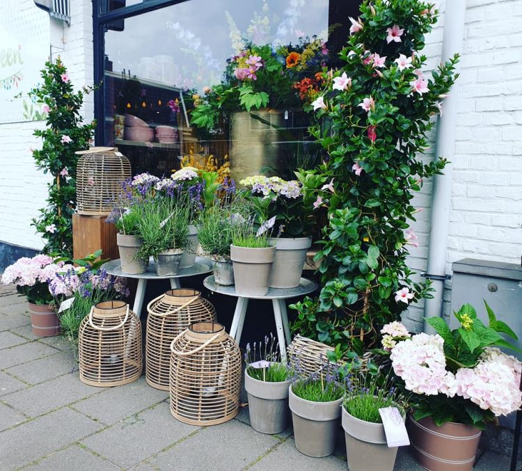 NIEUWE PLANTEN —