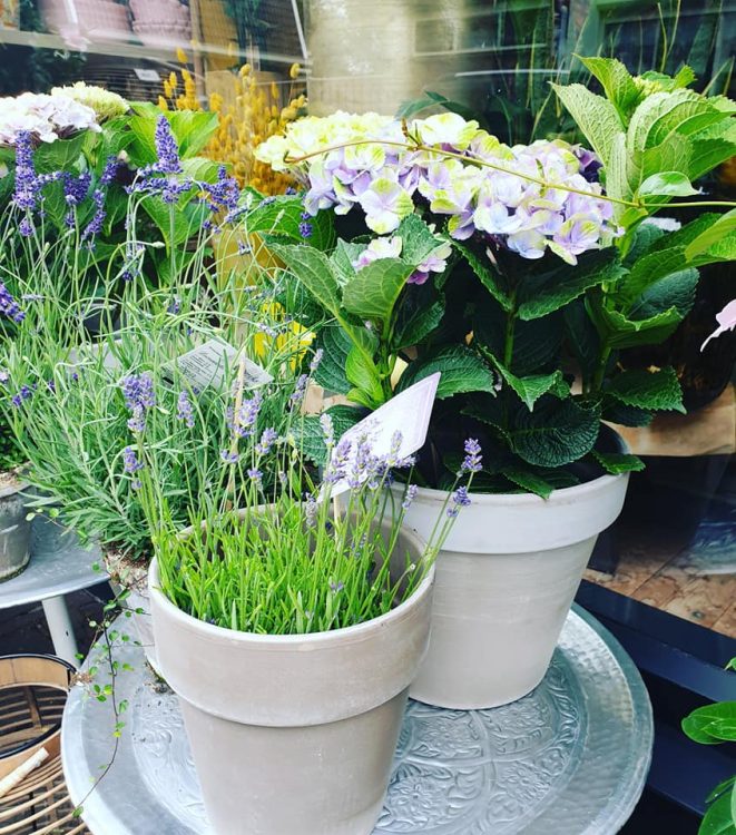 NIEUWE PLANTEN —