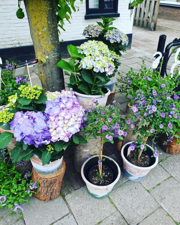 NIEUWE PLANTEN —